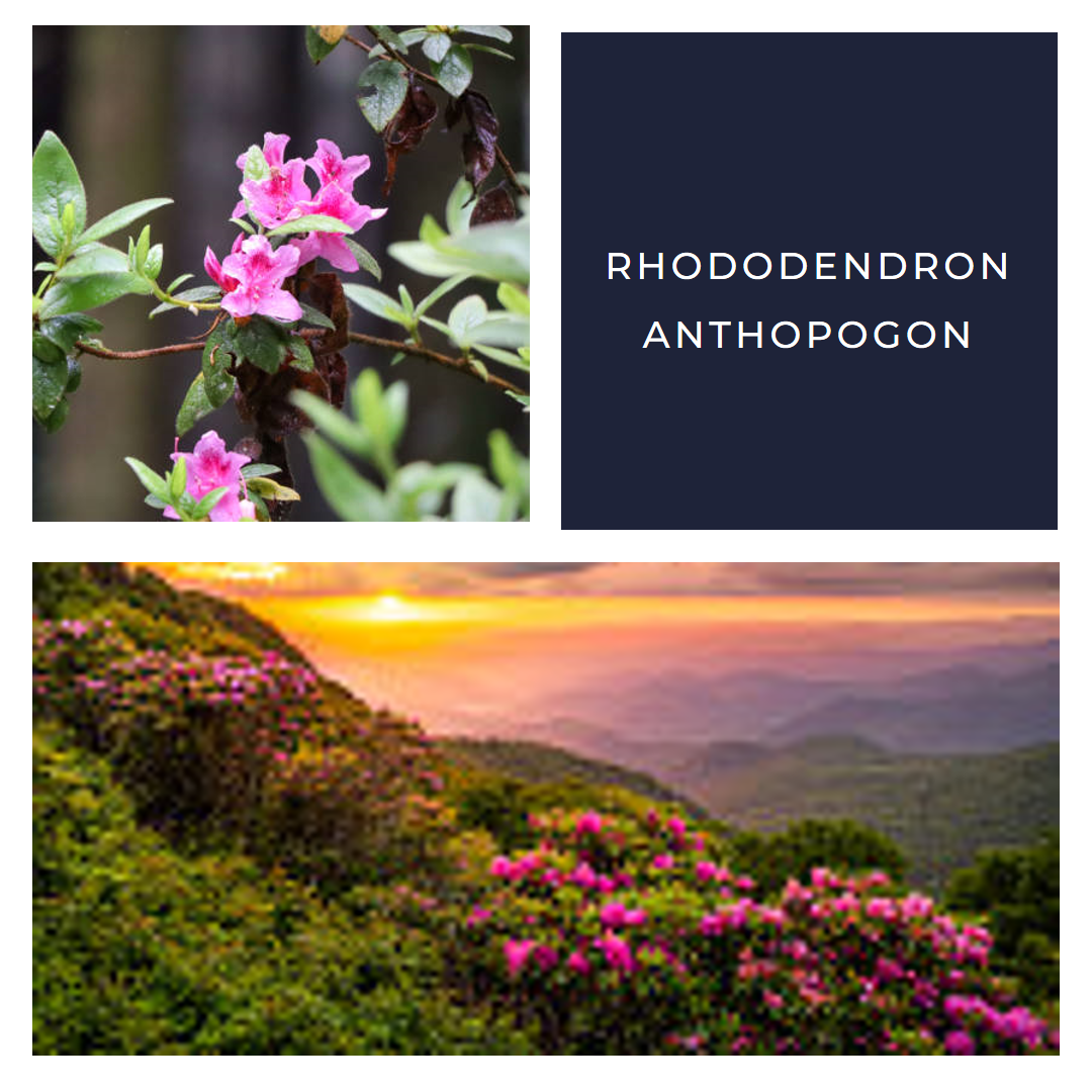 Rhododendron Anthopogon Essential Oil: Unveiling the Aromatic Charm of the Himalayas