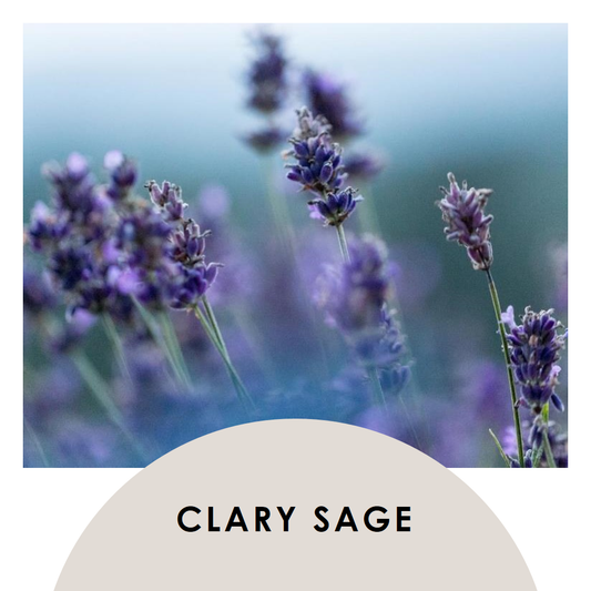 Clary Sage (Salvia Sclarea) 快乐鼠尾草 5ml essential oil