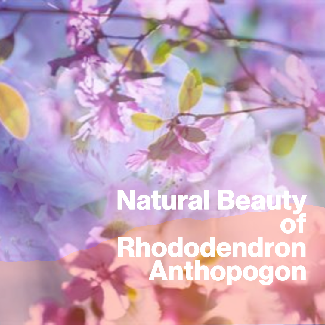 Rhododendron anthopogon 髯花杜鹃 Essential oil